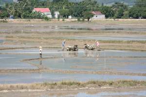 Preparing the rice fields