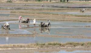 Preparing the rice fields 3